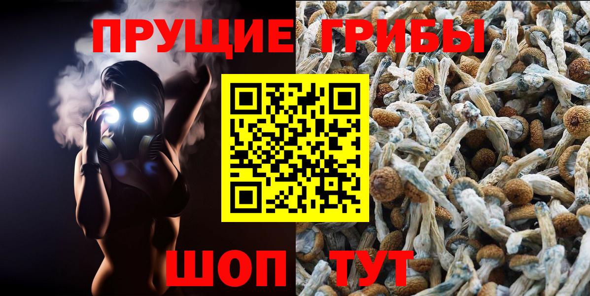 Златоуст  Псилоцибиновые грибы Psilocybe  Вход с VPN 